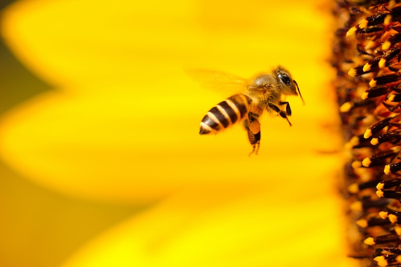 Comment les abeilles choisissent-elles le pollen ? - Sciences et Avenir