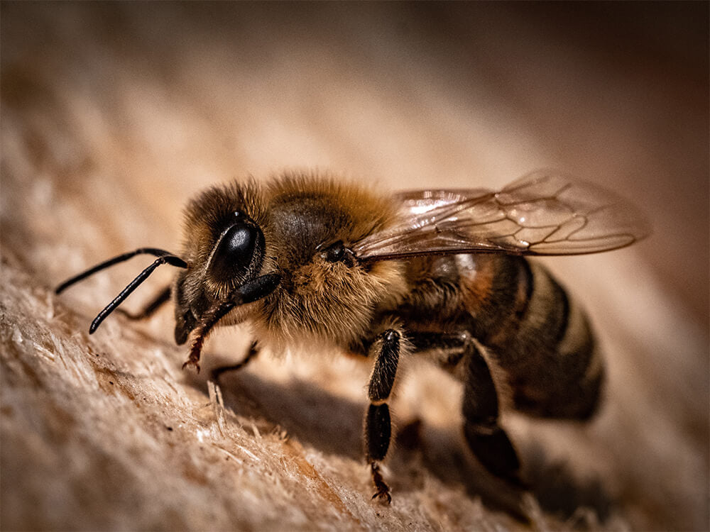 Que font les abeilles l'hiver ? EcoTree