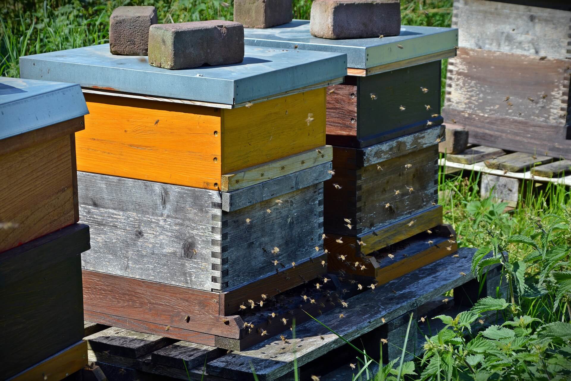 Composition d'une ruche  Plans de ruche, Ruche apiculture, Ruche