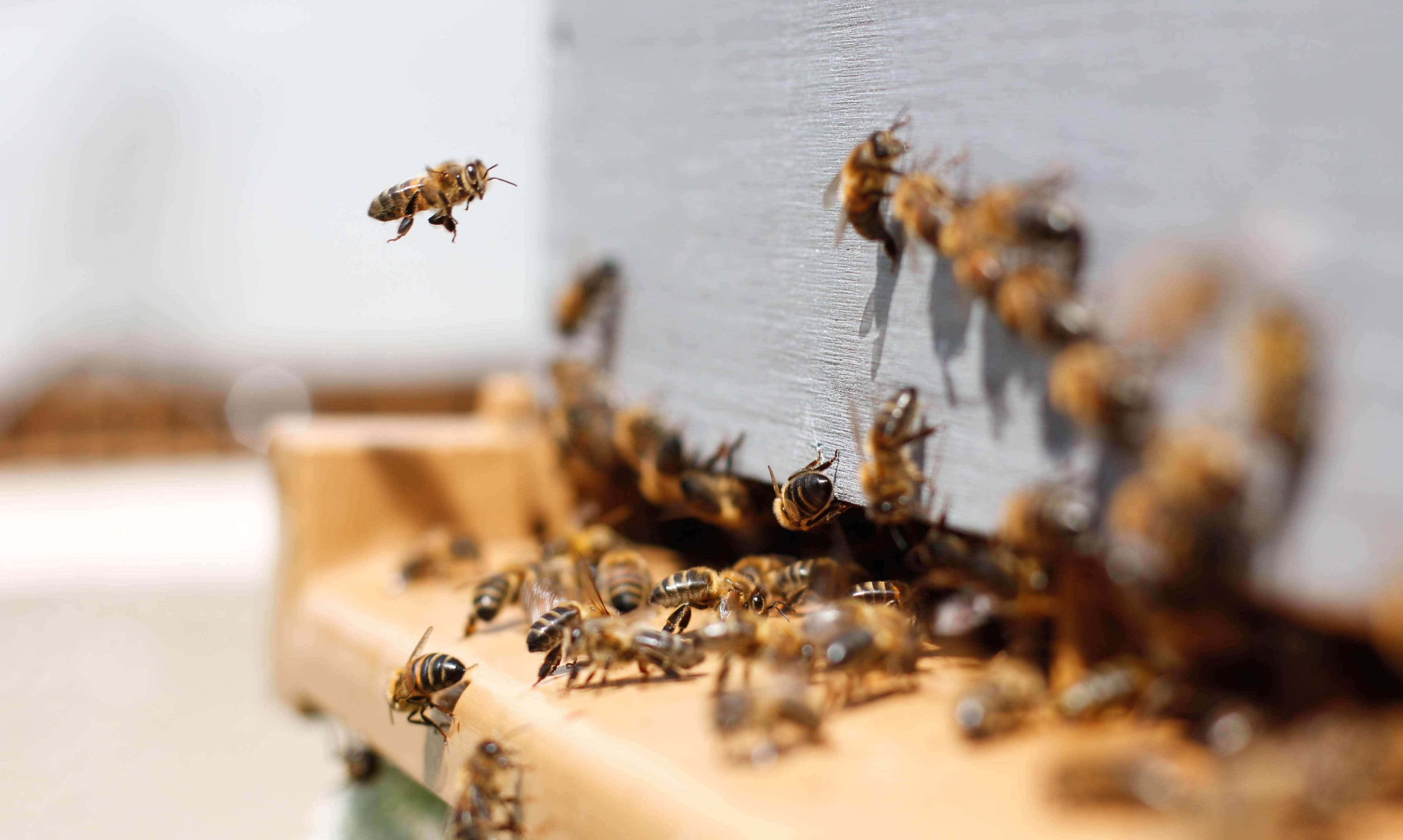 Que font les abeilles l'hiver ? EcoTree