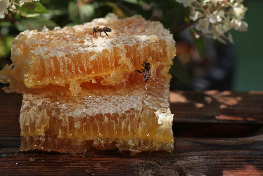 Abeilles qui goûtent le rayon de miel