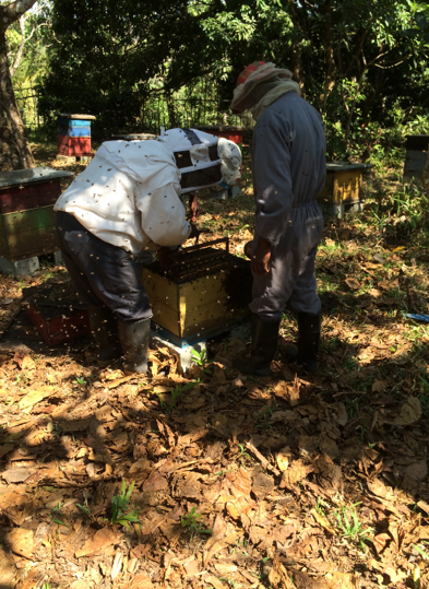 Mokarana honey - Madagascar